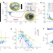 Parametric engineering of atrioventricular living valve transplants