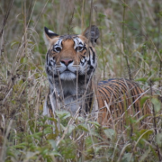 Turing’s Tyger